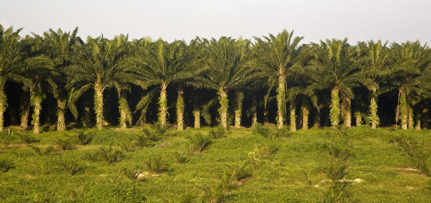 Malaysia’s plantation-grown conglomerate