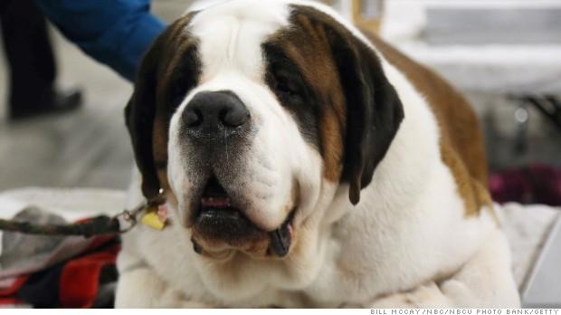 NATIONAL DOG SHOW PRESENTED BY PURINA -- Pictured: Dogs wait to compete at the 12th Annual Nation Dog Show Presented by Purina in Philadelphia, PA 2013 -- (Photo by: Bill McCay/NBC/NBCU Photo Bank)