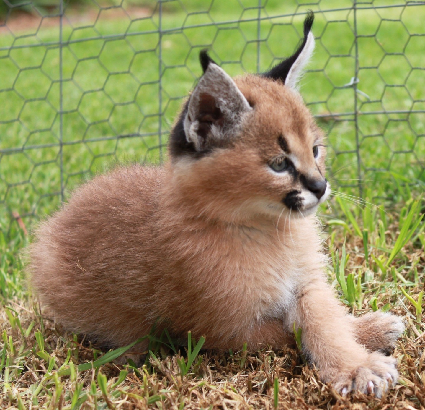 ANNEL SNYMAN - BIG CAT MUM