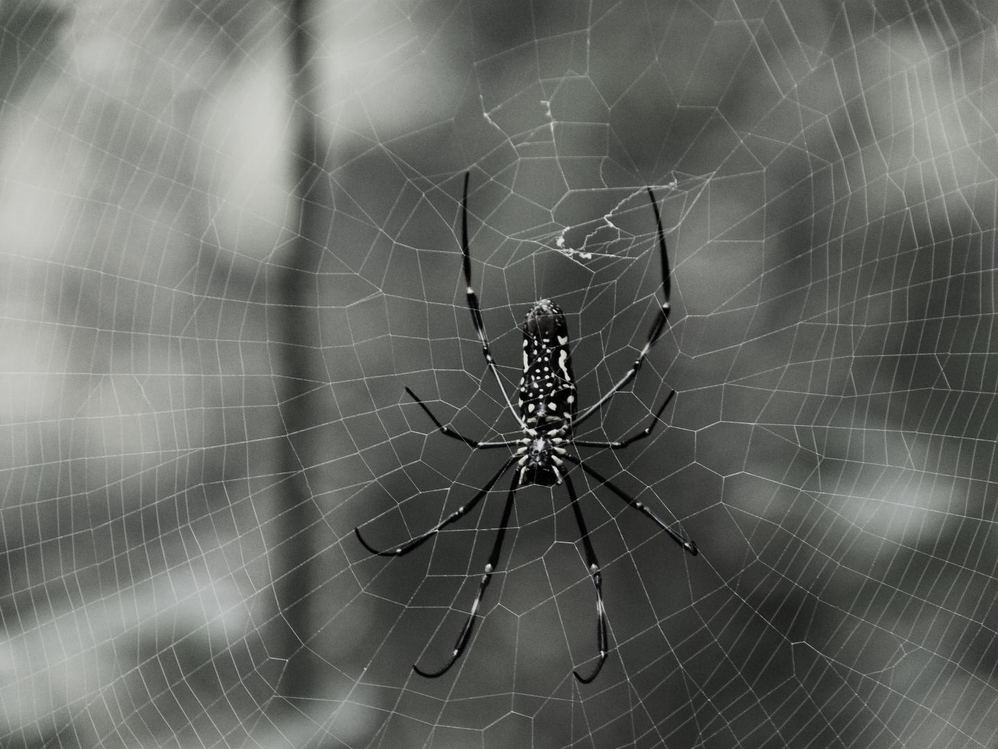 With the help of NYT execs, Some Spider wants to spin a web of media properties