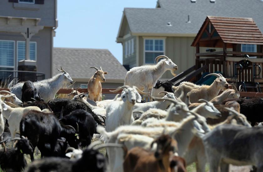 goats