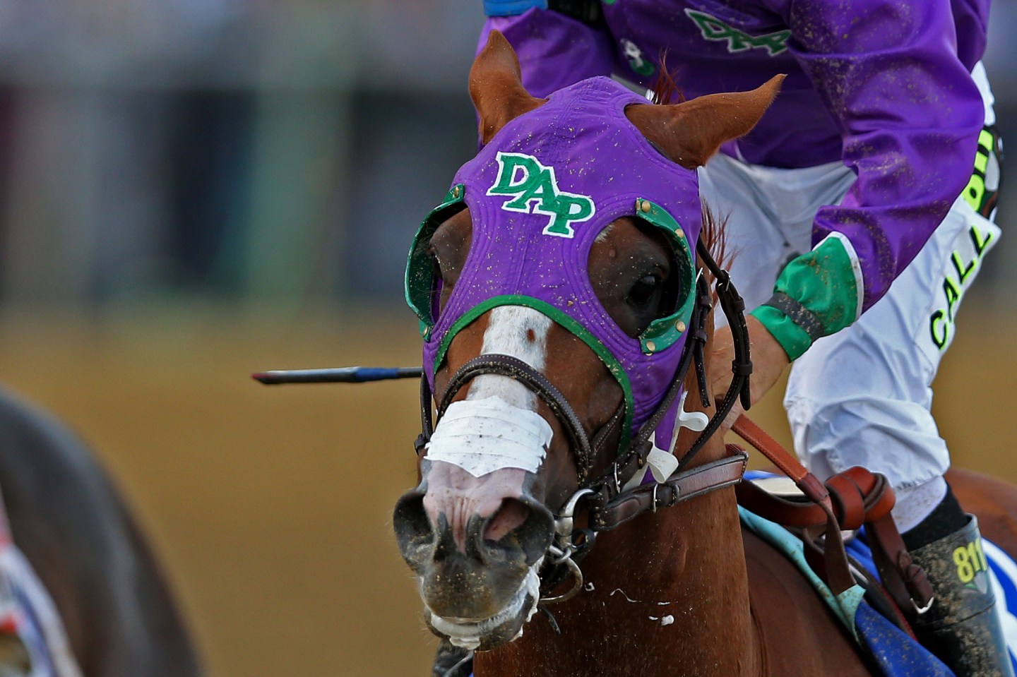 FILE: California Chrome Cleared To Wear Nasal Strip In Belmont Stakes
