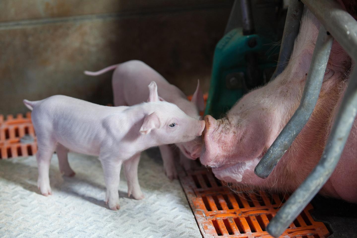 Hogs need love from corporate America, too