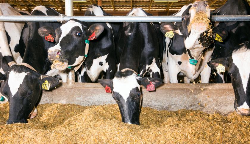 Portraits of the 500: Inside a Land O’Lakes dairy farm
