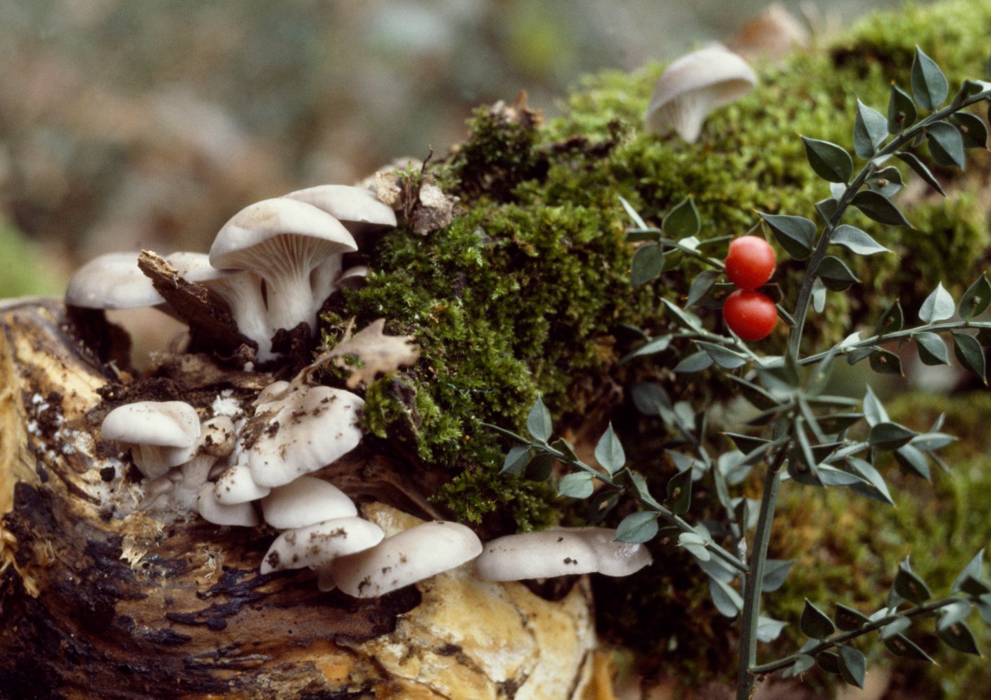 Oyster mushroom (Pleurotus ostreatus)