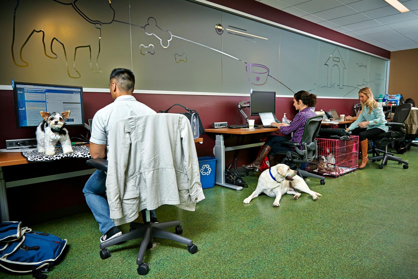 great workplaces salesforce puppy force