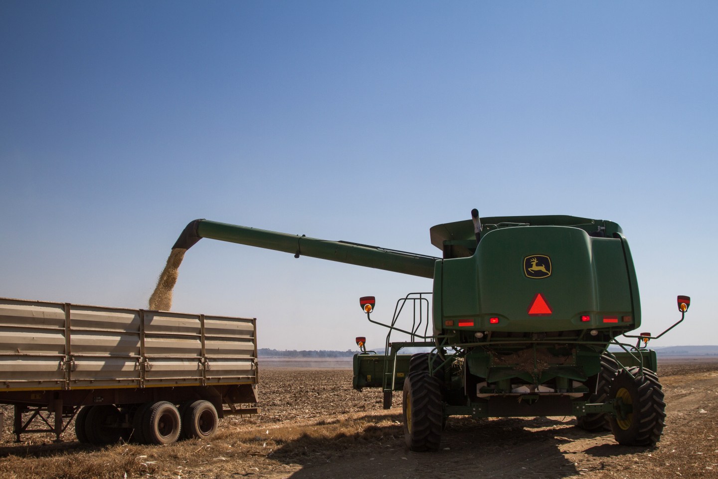 White Corn Harvest As Strong Rand Makes Imports Cheaper