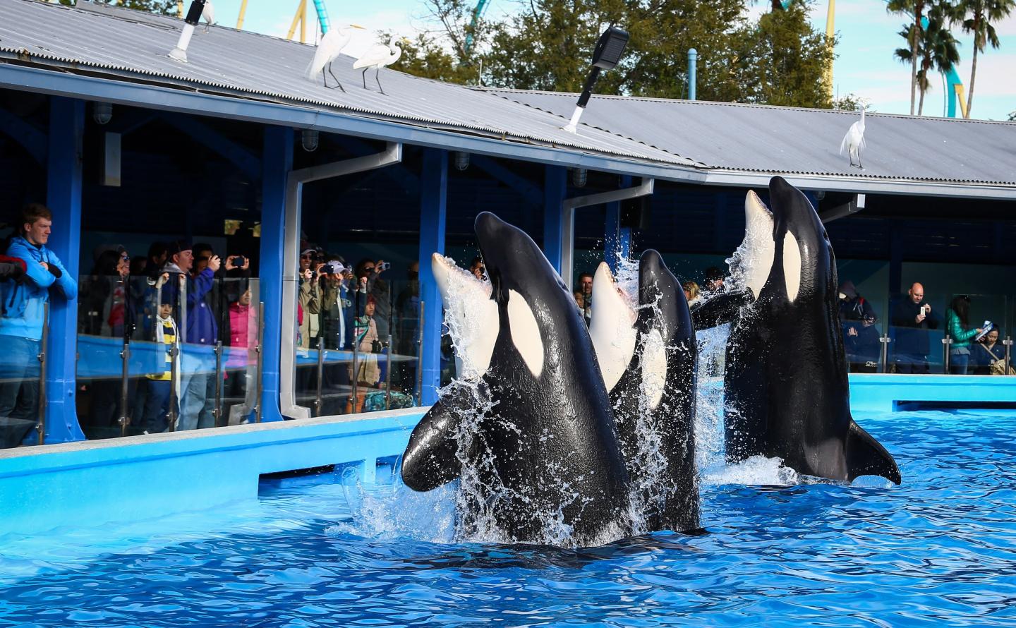 Killer whale life spans