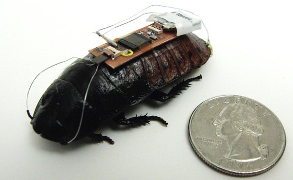 A cockroach equipped with remote control technology.