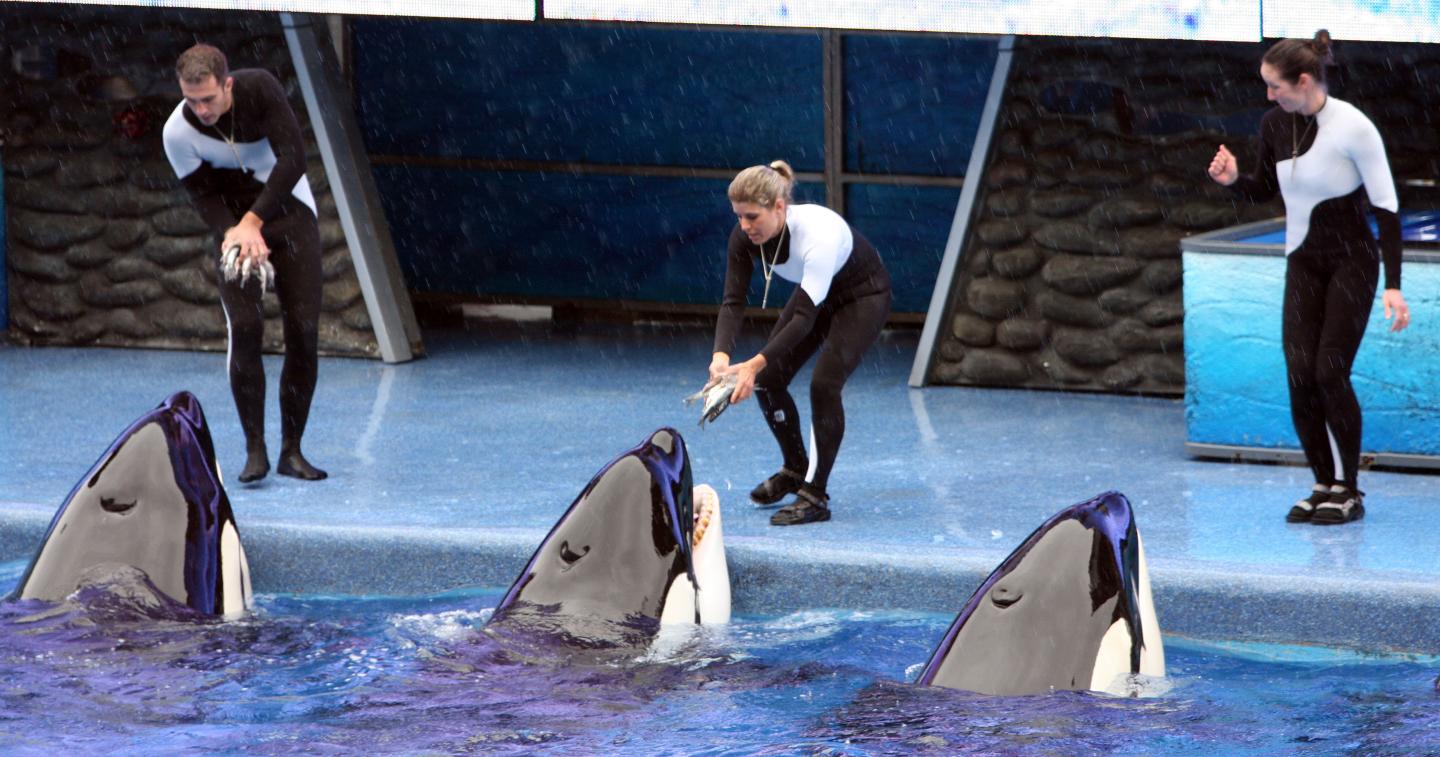 SEAWORLD-DEATH