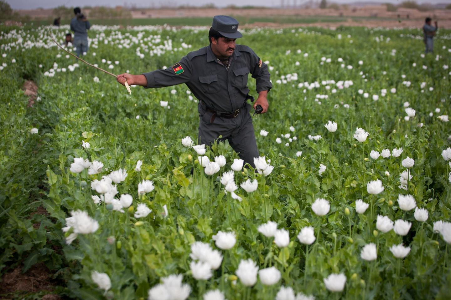 Afghan Police Destroy Opium Farm