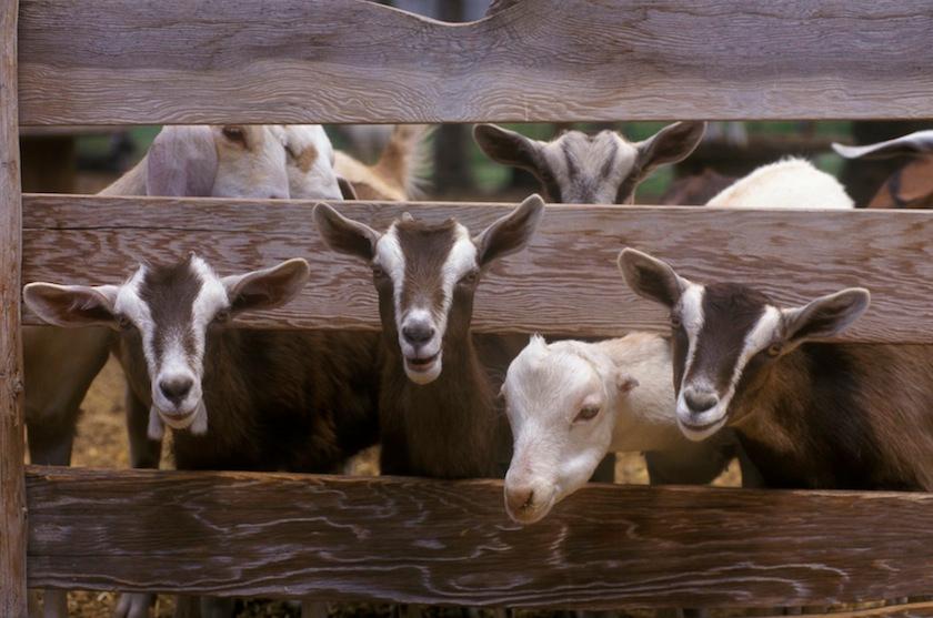 goat farm