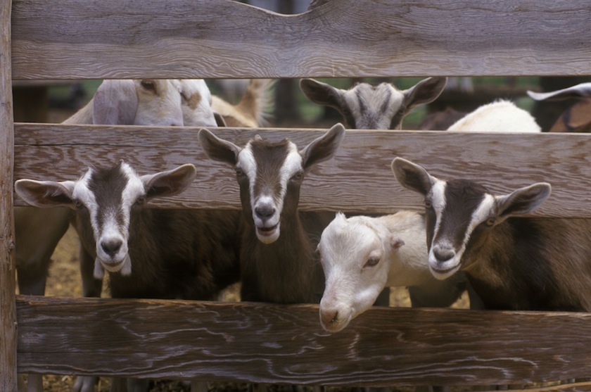 goat farm