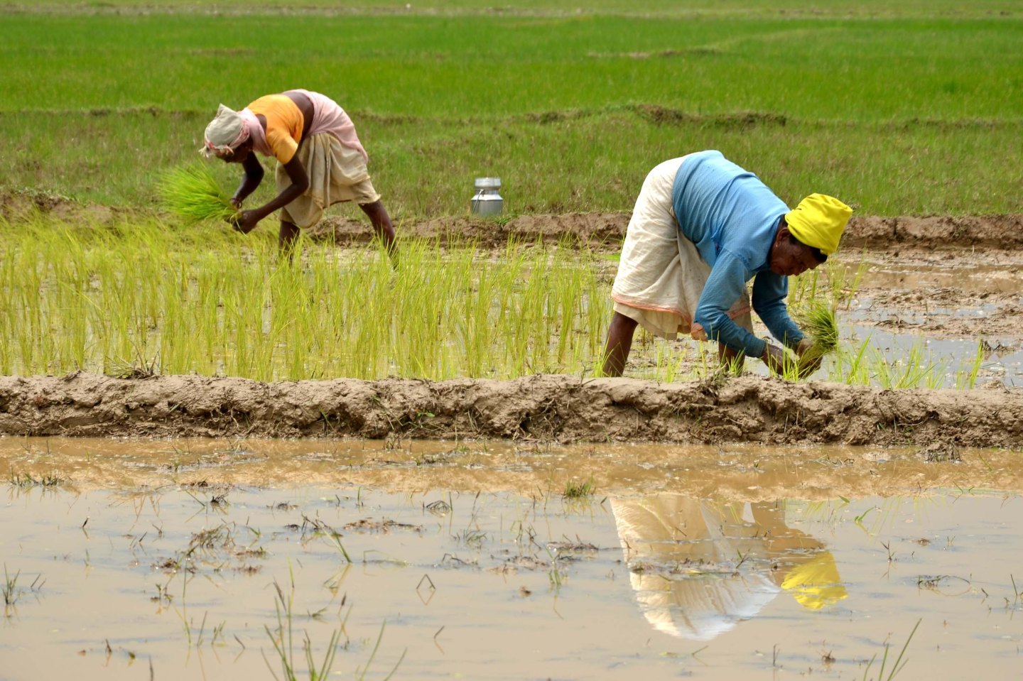 Indian villagers plant rice seedlings in a paddy field at