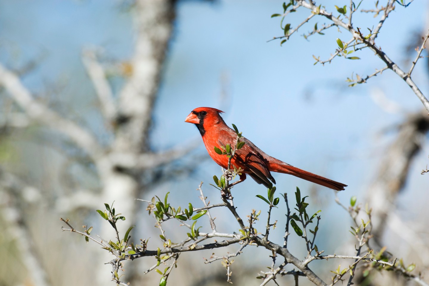USA, Texas, Hill Country Near Hunt, Northern Cardinal, Male