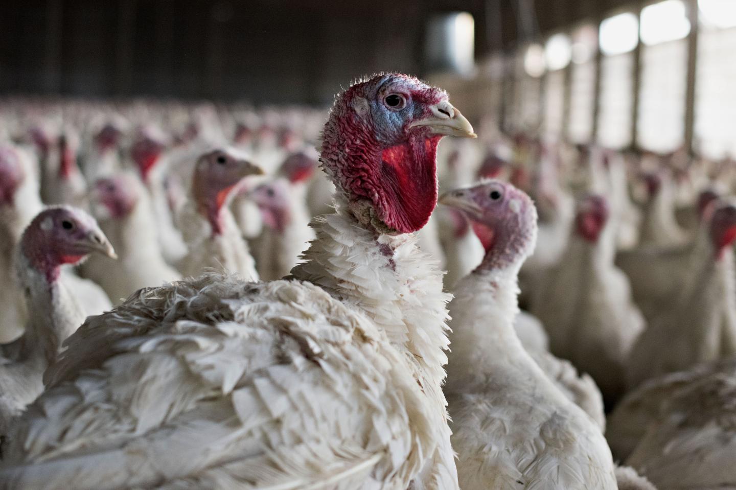 Operations At The Yordy Turkey Farm Ahead Of Thanksgiving