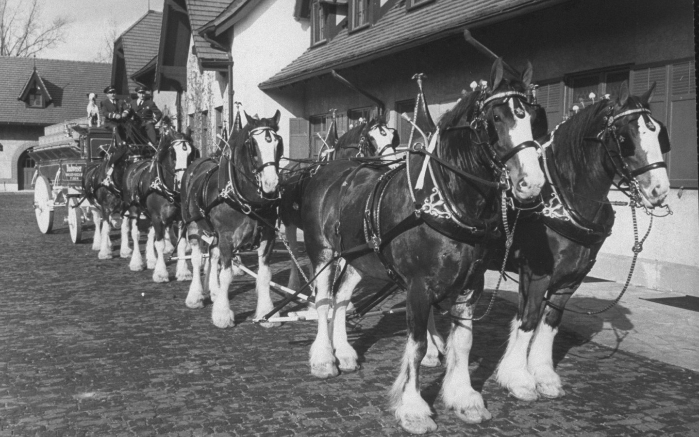 Team of Clydesdale horses hitched to Bud