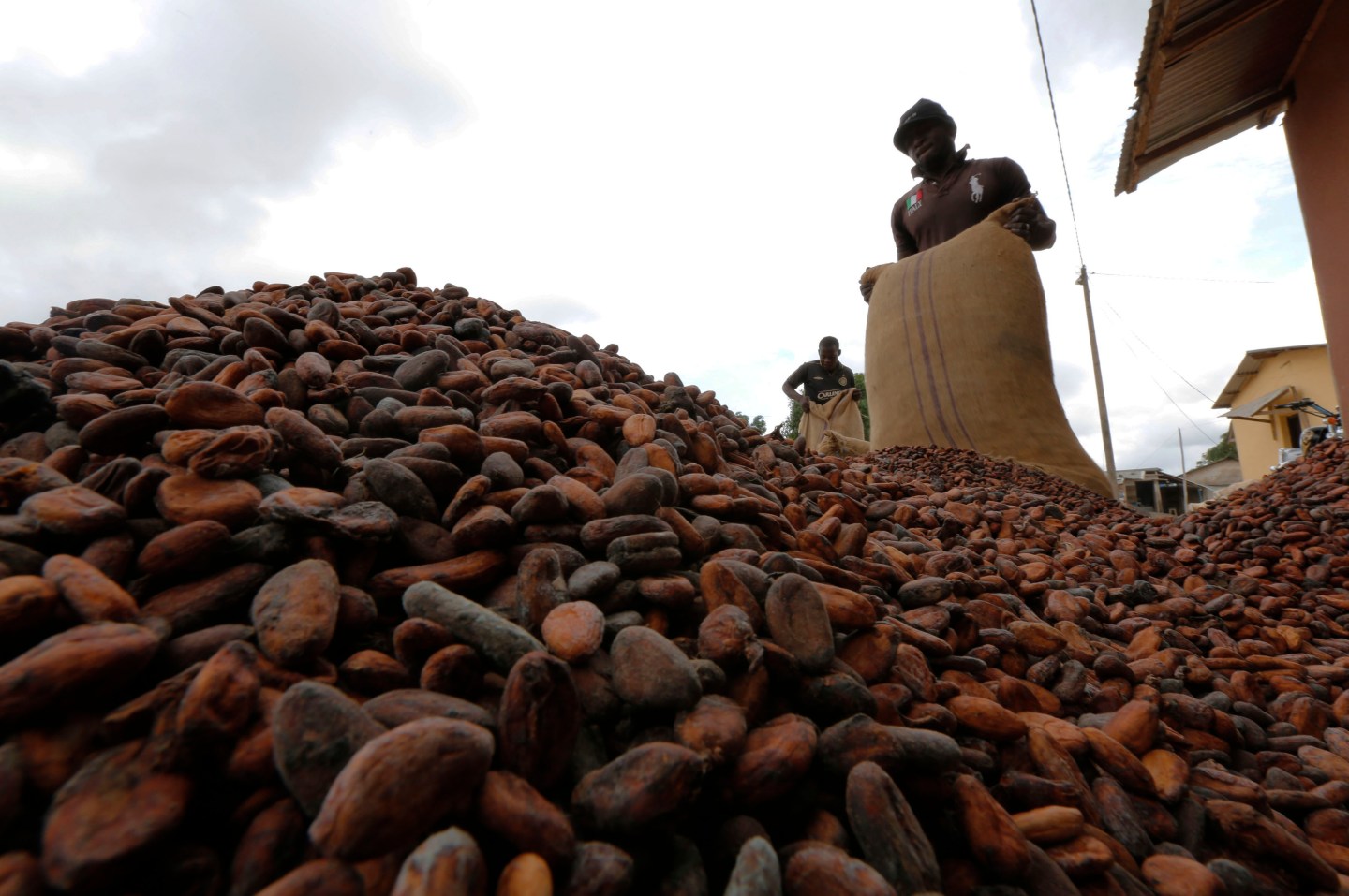Men pour out cocoa beans to dry in Niable