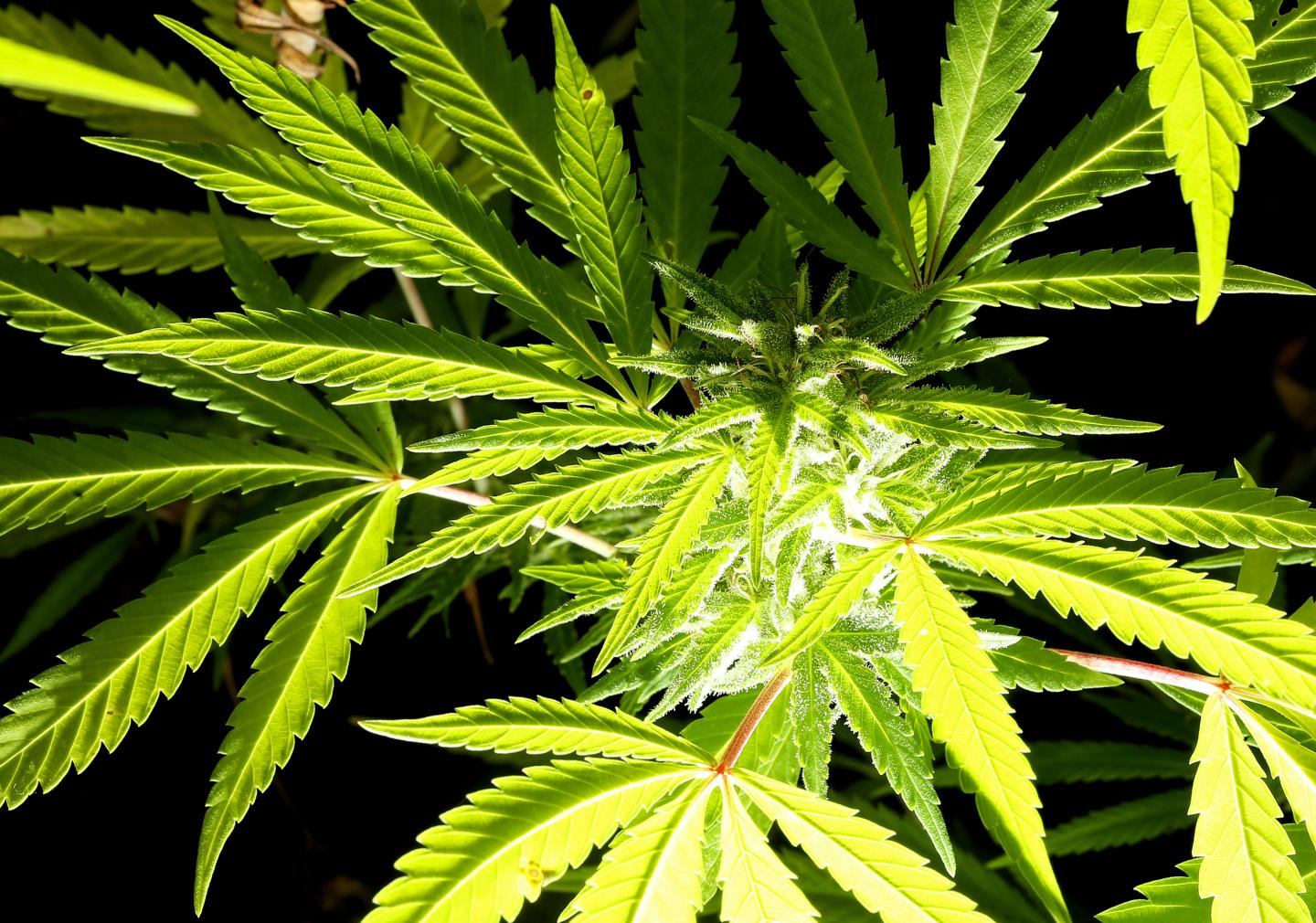 Droplets of oil form on the surface of a Cannabis plant in a state-owned agricultural farm in Rovigo