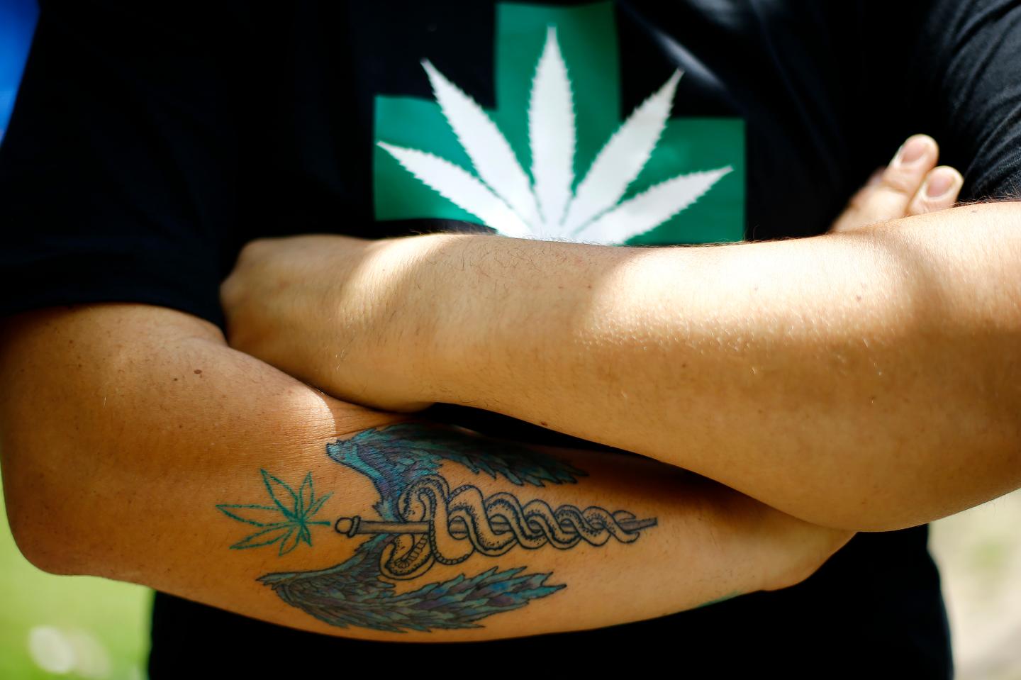 A man attends the first cultivation of cannabis authorized for medicinal purposes in Santiago