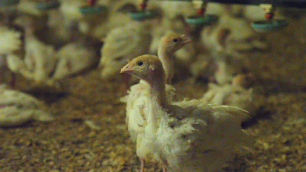 How a kosher turkey company meets the Thanksgiving rush: An ancient-modern balancing act