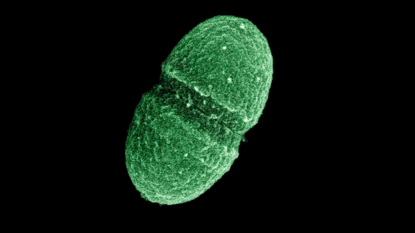 Enterococcus Faecalis