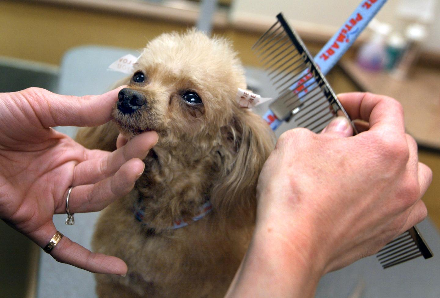 Petsmart Poodle