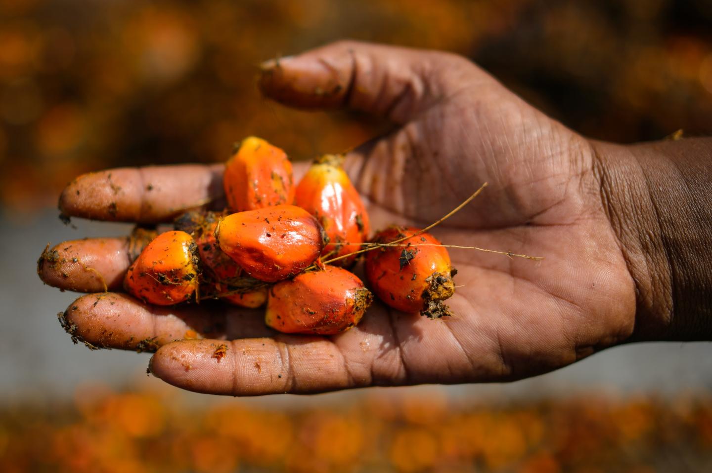 MALAYSIA-INDONESIA-COMMODITIES-PALMOIL-ENVIRONMENT