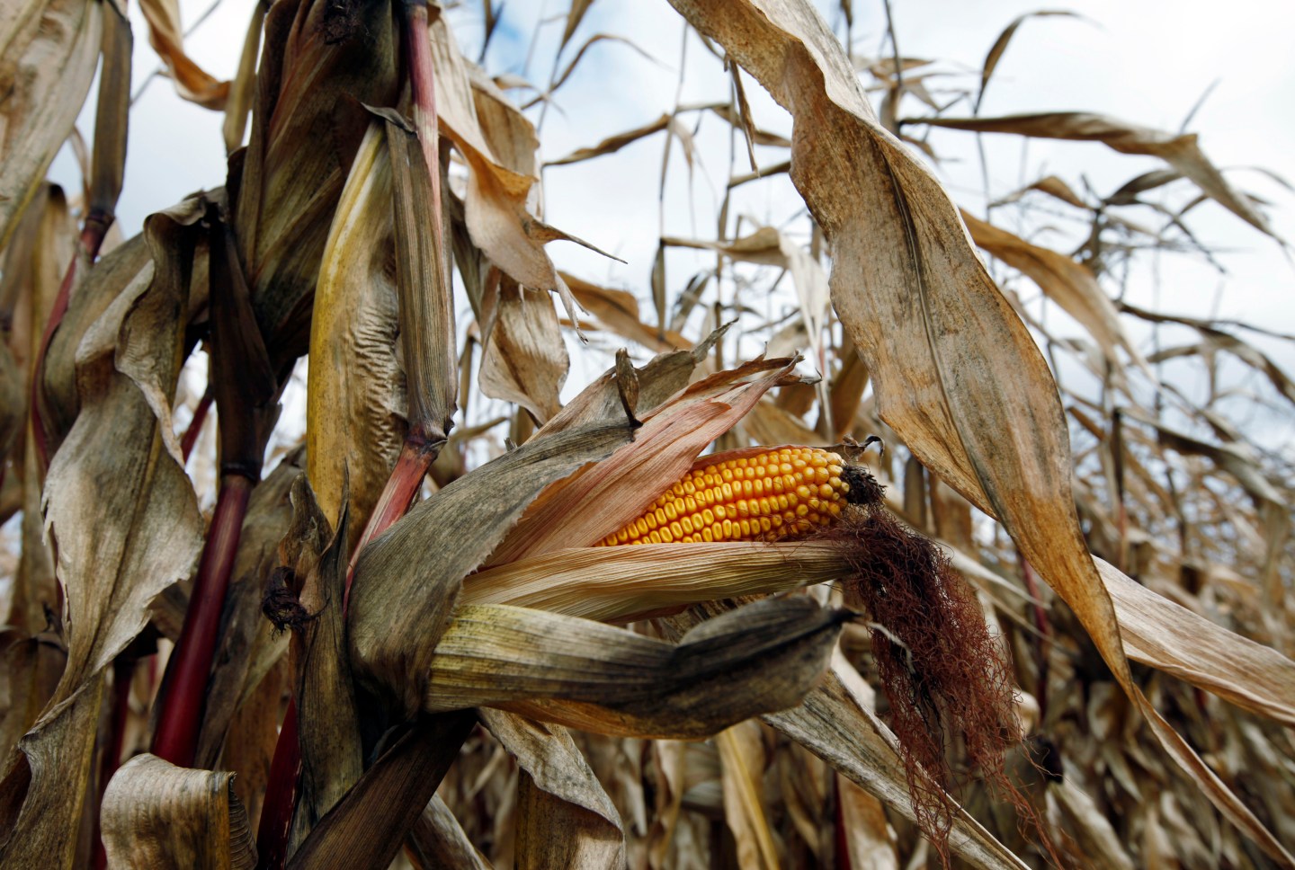 A field of corn is seen in Embrun, Ontario