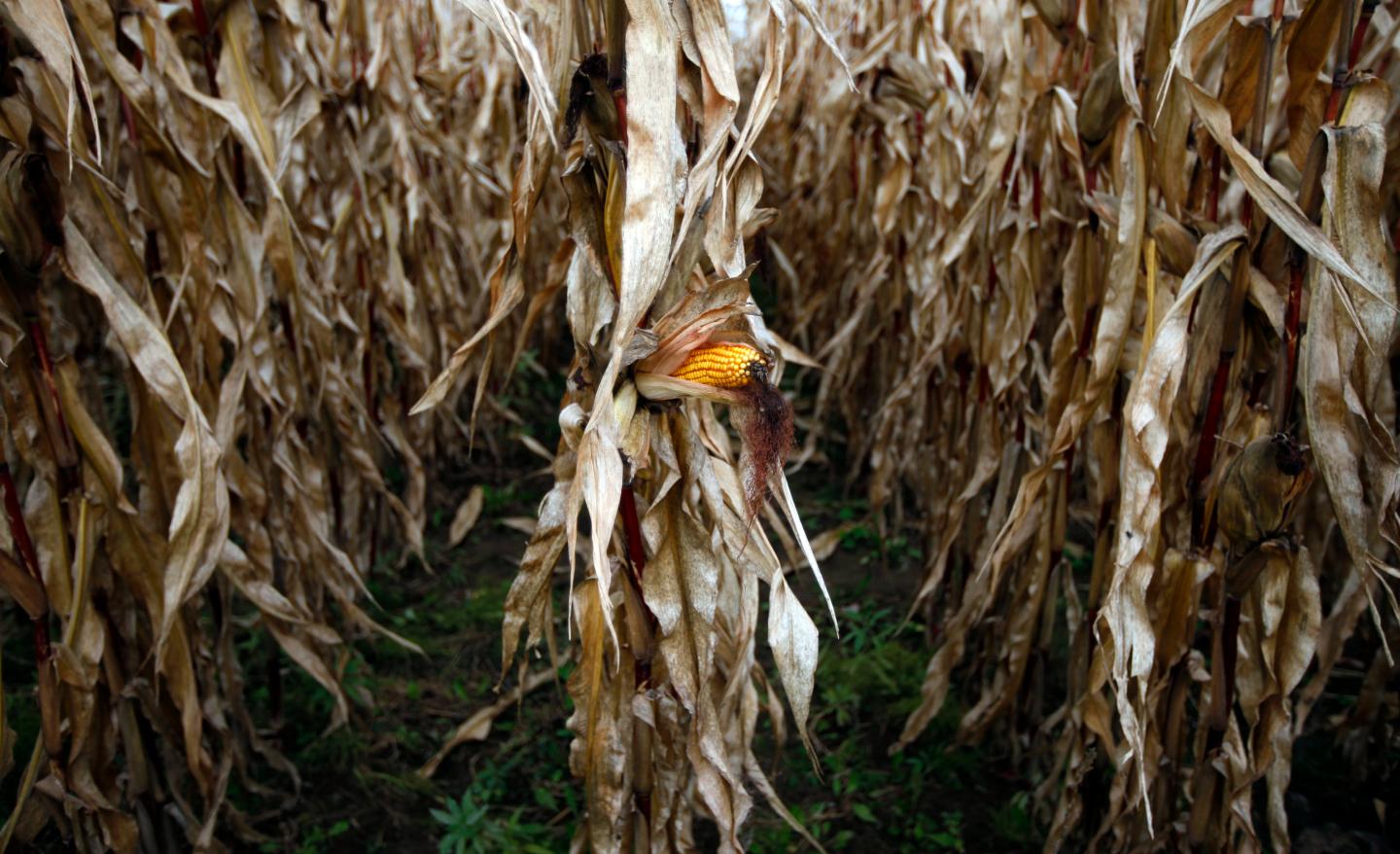 A field of corn is seen in Embrun, Ontario