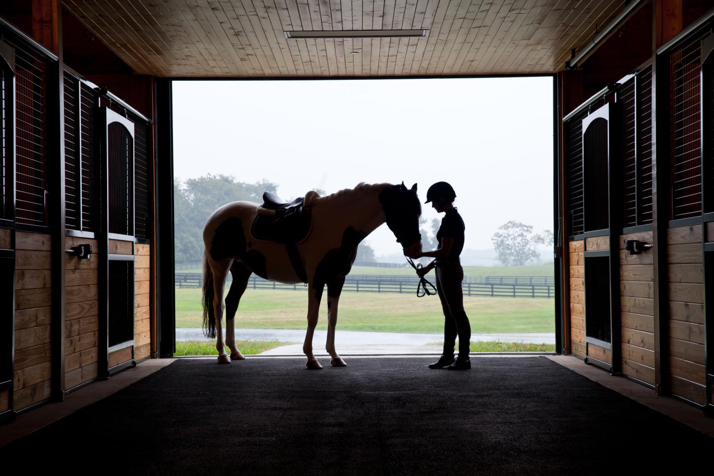 What horses can teach us about leadership