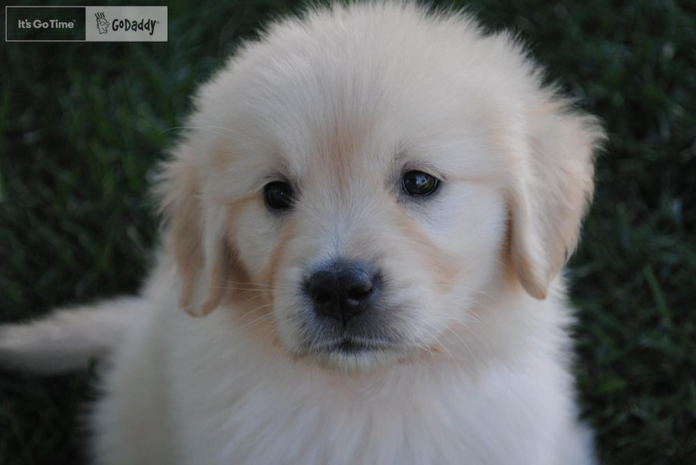 GoDaddy pulls Super Bowl puppy ad  — but was it a mistake?