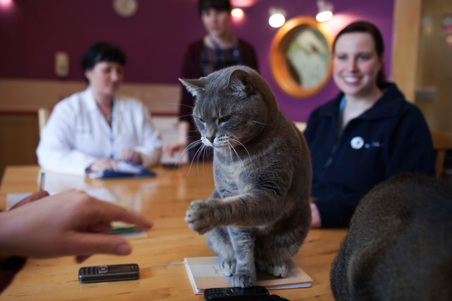 10 Employers that Will Love Your Pets as Much as You Do