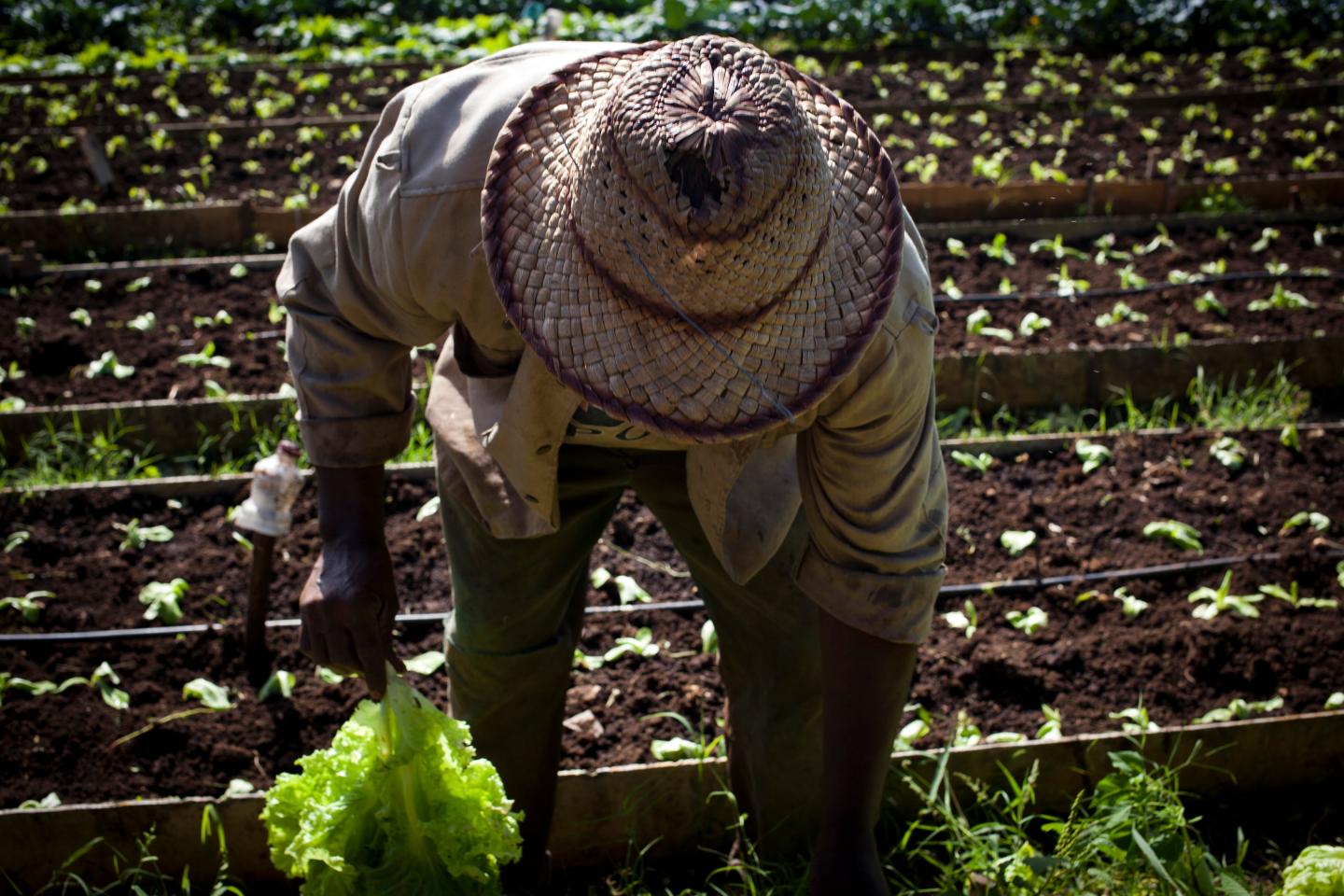 Cuba Aims for More Foreign Investment In Agriculture Sector