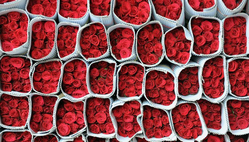 Red roses packed for despatch wait for t
