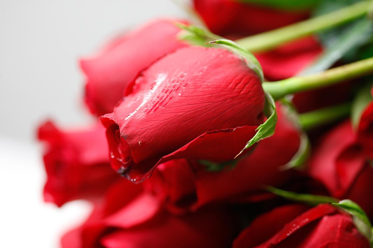Customs And Border Protection Inspects Flower Shipments To U.S.