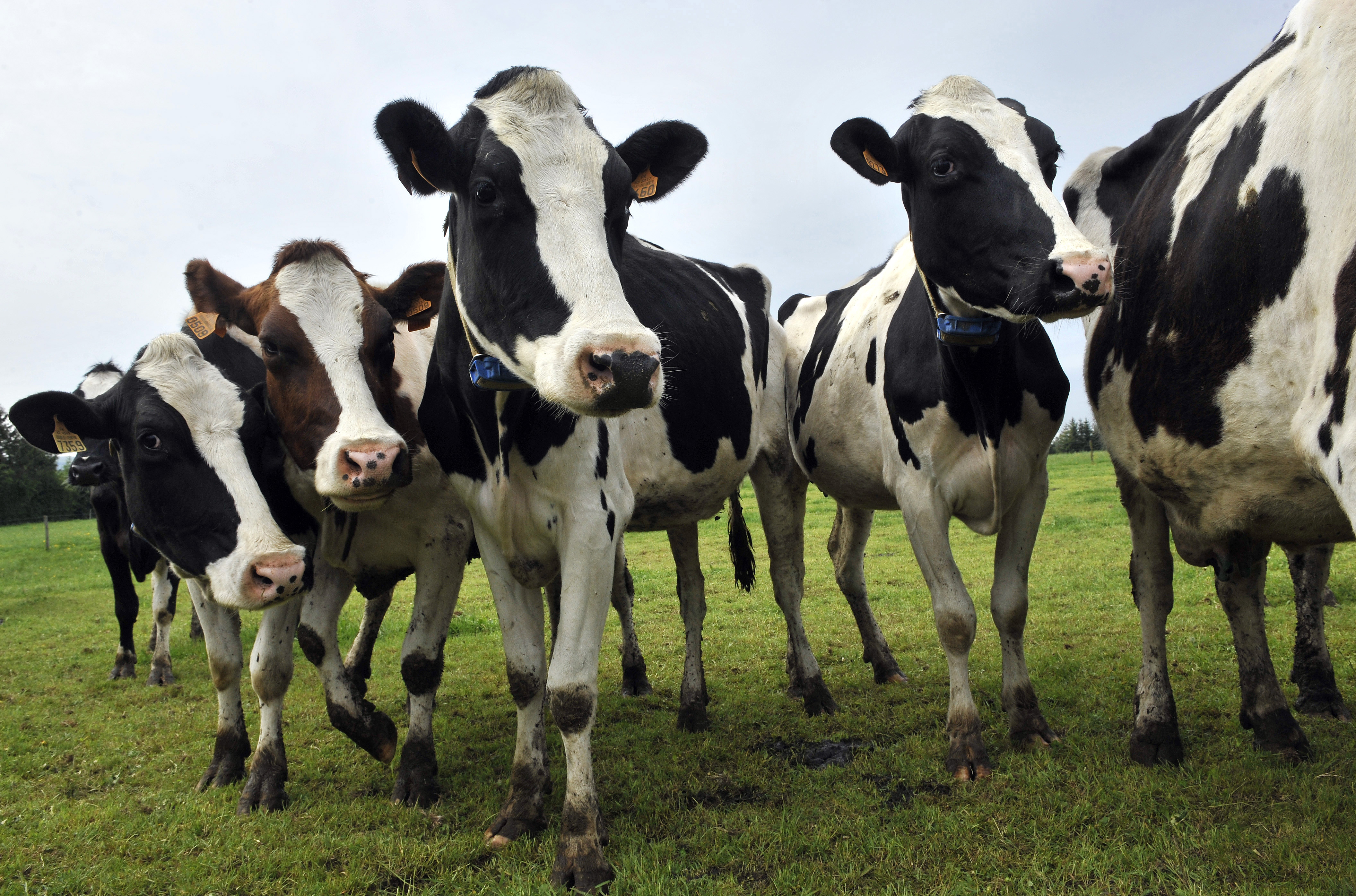 FRANCE-AGRICULTURE-ANIMAL