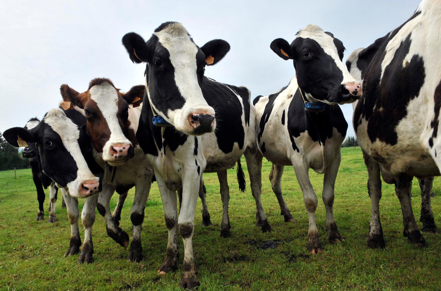 FRANCE-AGRICULTURE-ANIMAL