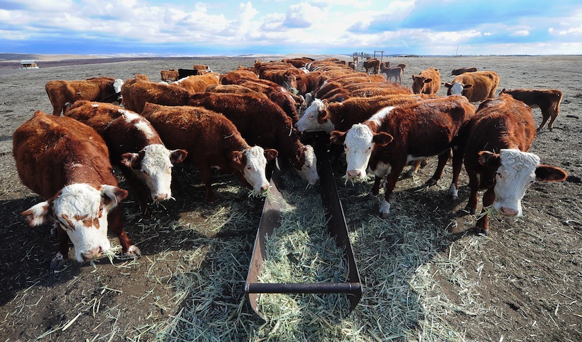 cows
