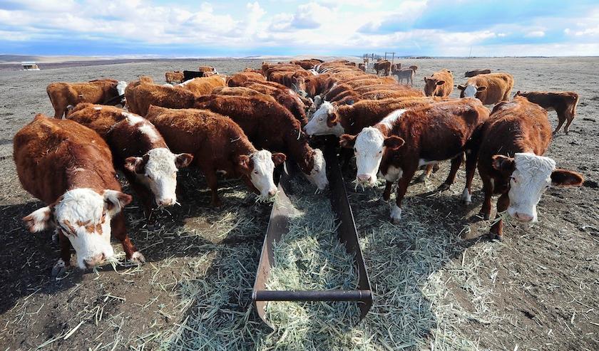 cows
