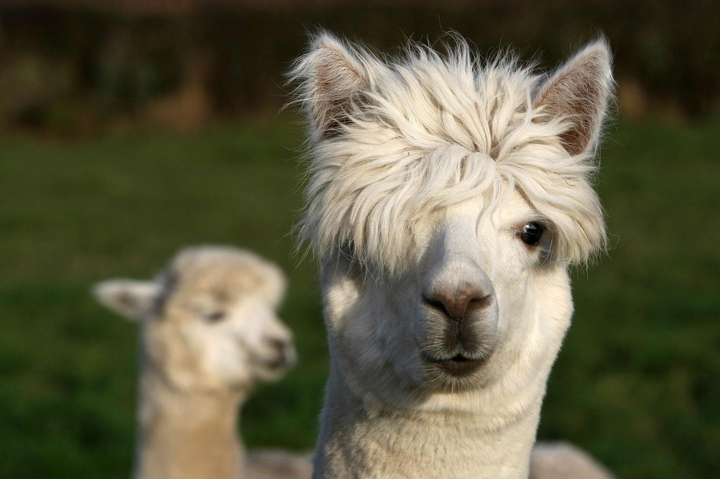 Alpaca Farmer Produces Christmas Gifts