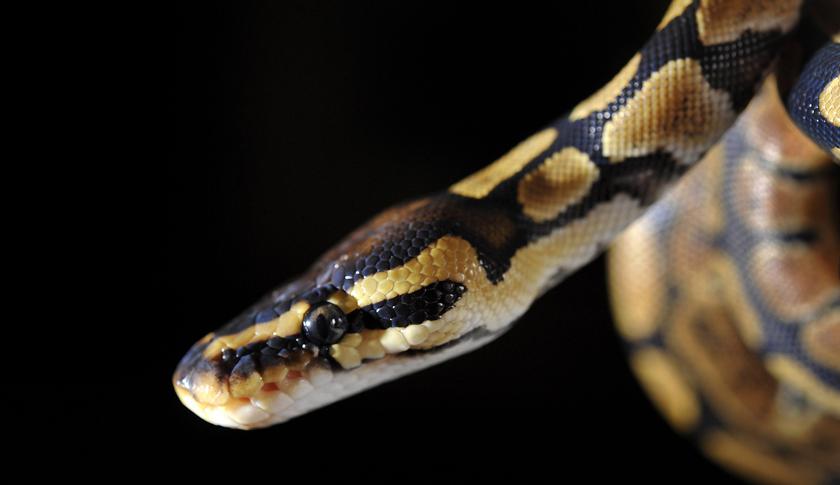 A baby King Python snake is held by a zo
