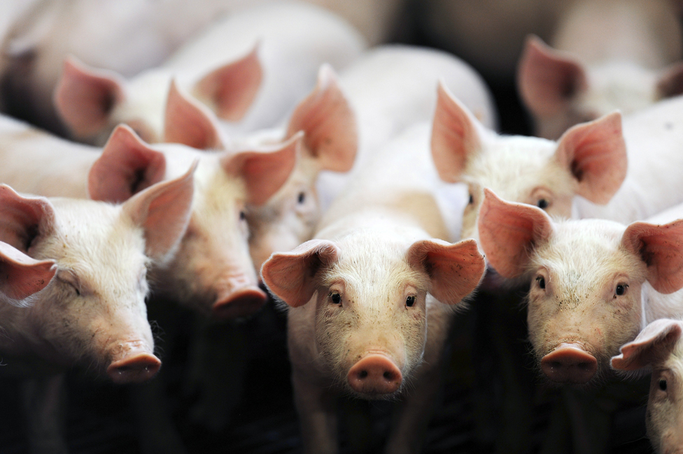FRANCE-AGRICUTLURE-PIG-FARM