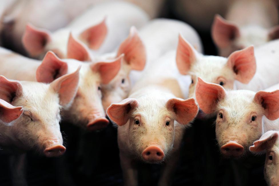 FRANCE-AGRICUTLURE-PIG-FARM