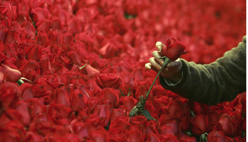 A customer selects roses at a flower shop ahead of Valentine's Day in southwestern China's Chongqing municipality