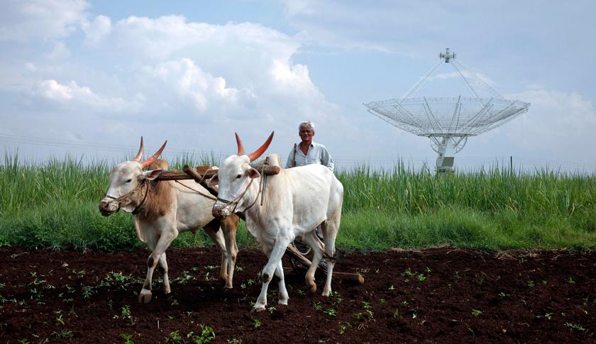 Farmer uses his oxen to till his land in front of a satellite dish set up in an adjacent field in Narayangaon