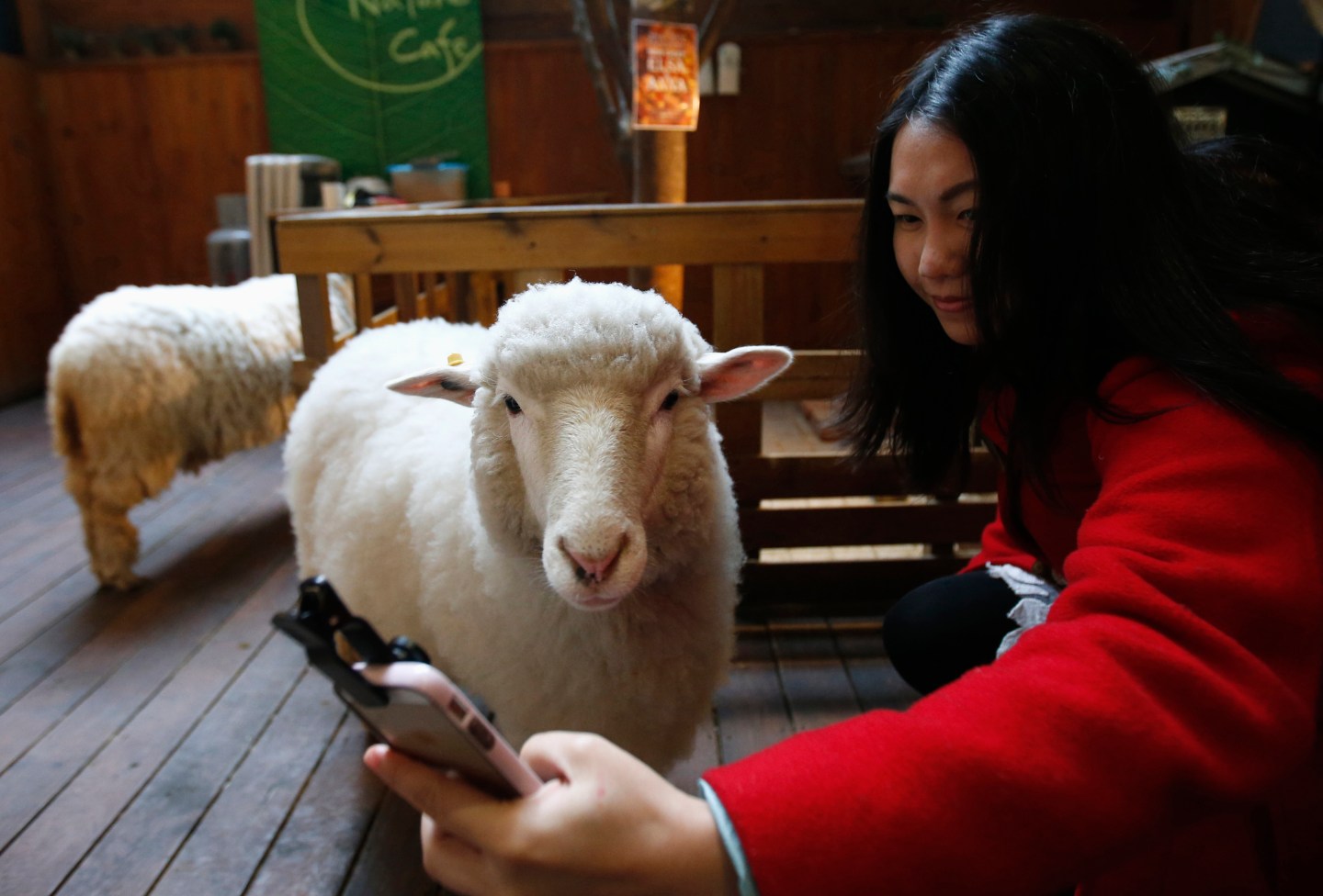 A woman takes a selfie with a sheep at a sheep cafe in Seoul