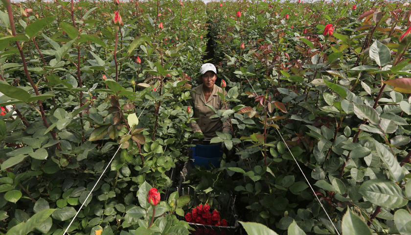A Colombian flower grower picks up roses ahead of Valentine's Day in Facatativa