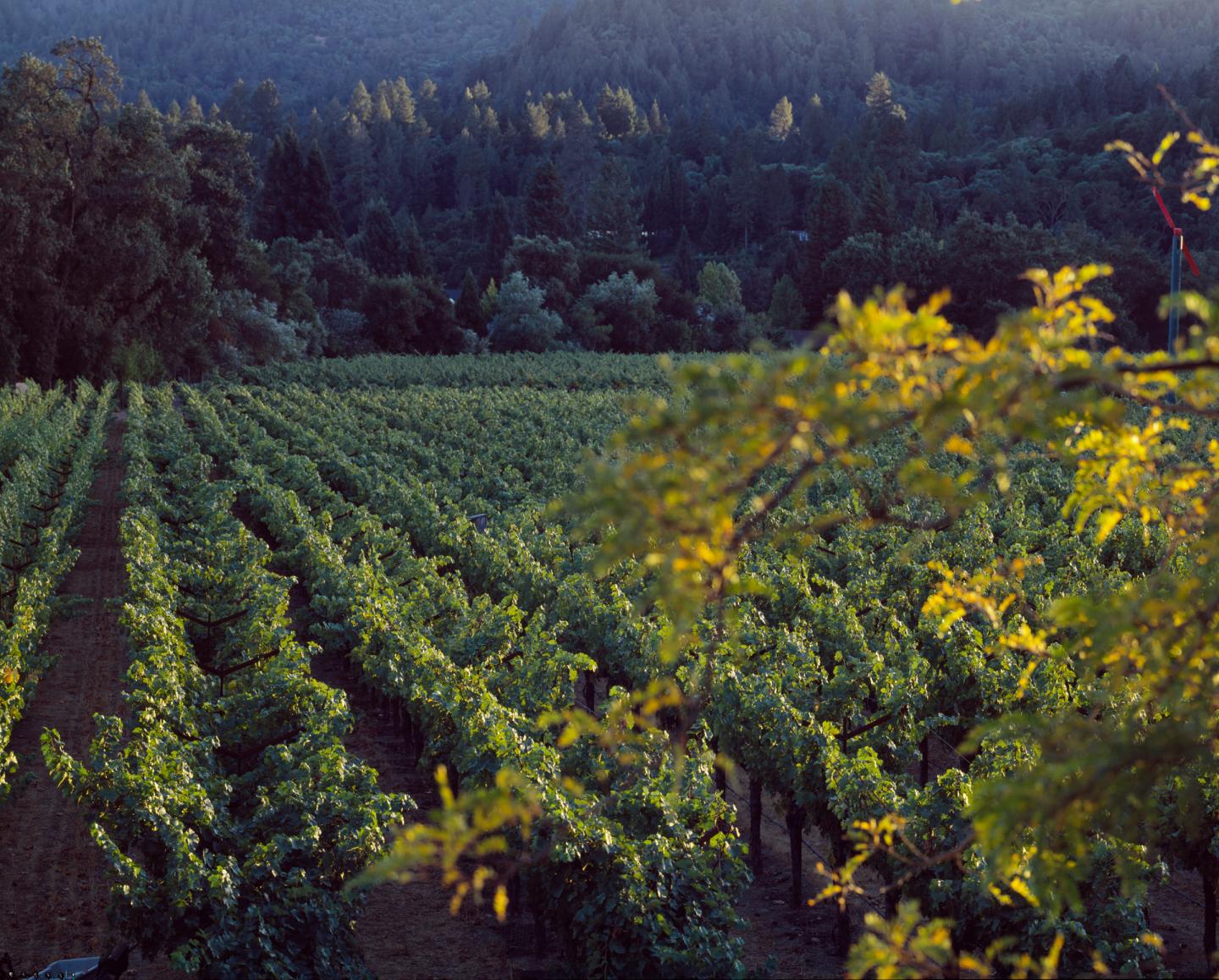 Nobody knows if this $18,000 wine is any good