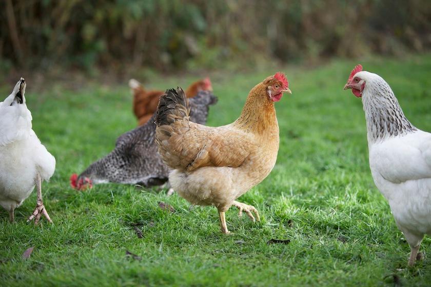 Free range chickens